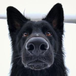 charlie_theblackshepherd