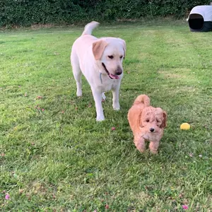 charlie_thegoldenlab