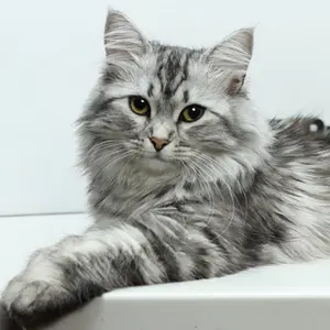 chloethesiberian