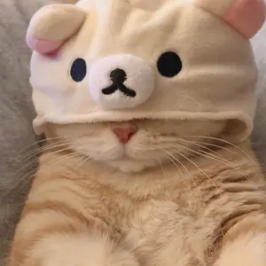 cuteanimal245