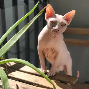 dobbythesphynxcat