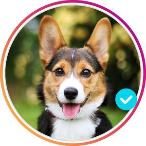 dogstify