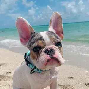 finn_the_frenchie1