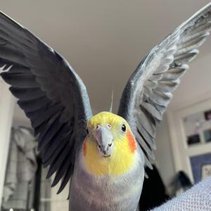 kiki.tiel