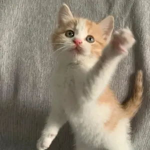 kittenrhardingile