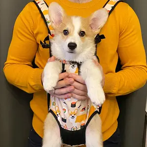 limon_corgi