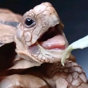 lunathetortoise