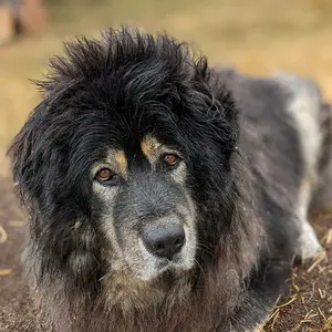 mana_the_tibetan_mastiff