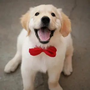 rockythegoldenretriver