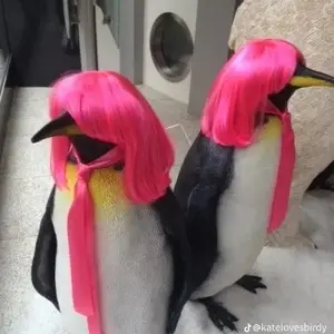 trippypenguin