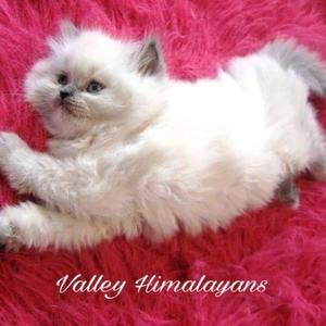 valleyhimalayans