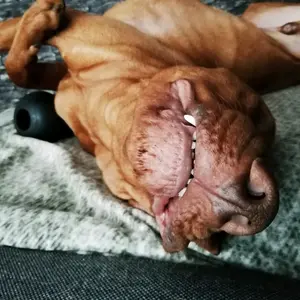 vizslawithlove