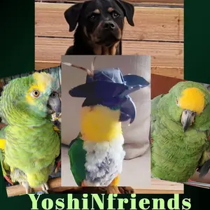 yoshinfriends